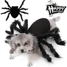 Halloween Spider Costume